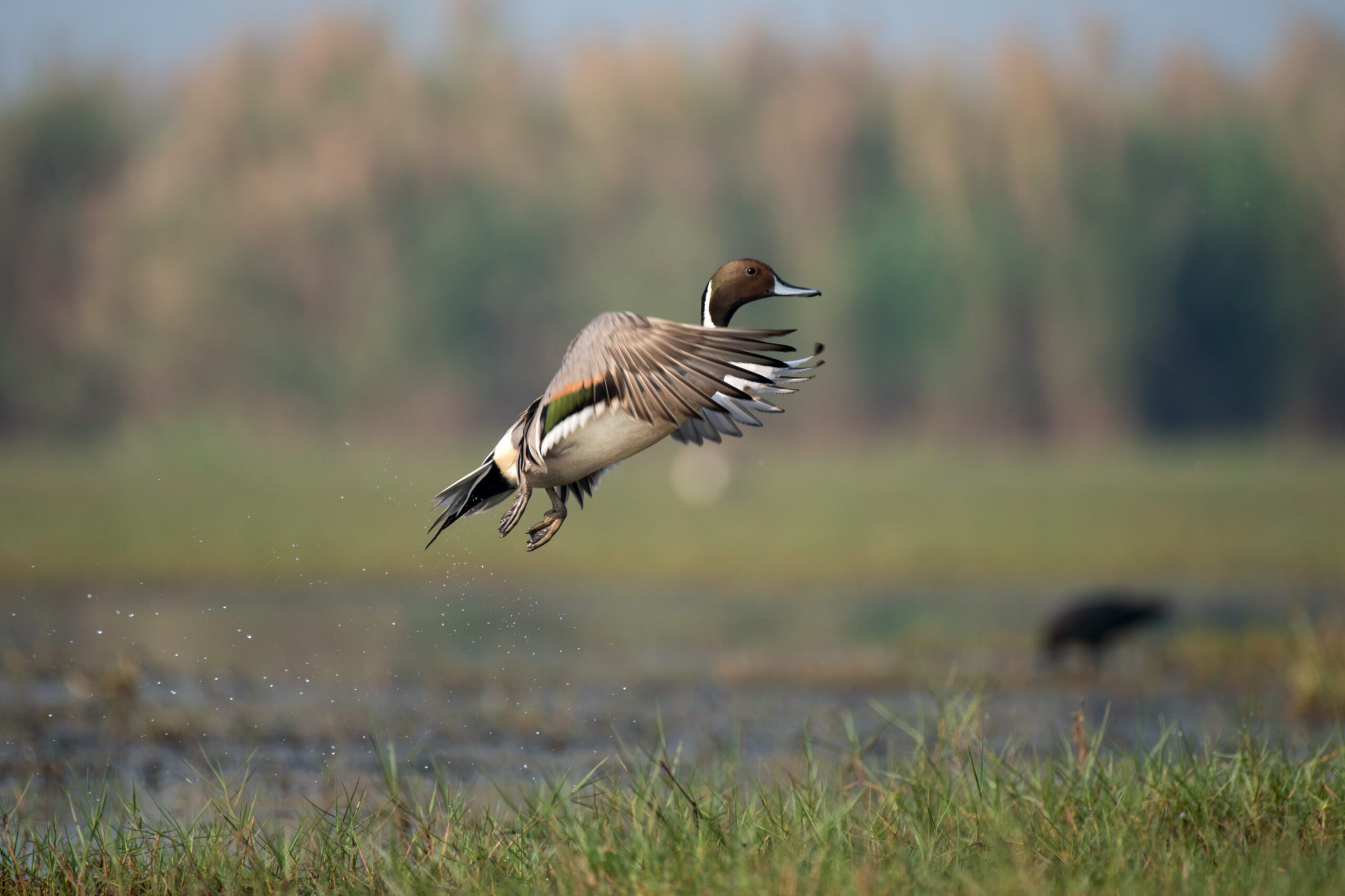 Conservation: The 2023 Waterfowl Migration Outlook