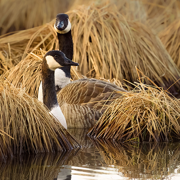 How Wind Patterns Can Affect Your Duck Hunt
